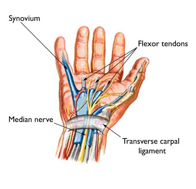 bron: orthoinfo